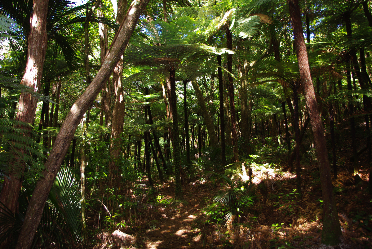 03 01-Moirs-Hill-Walkway-Beverley-Price-Looptrack