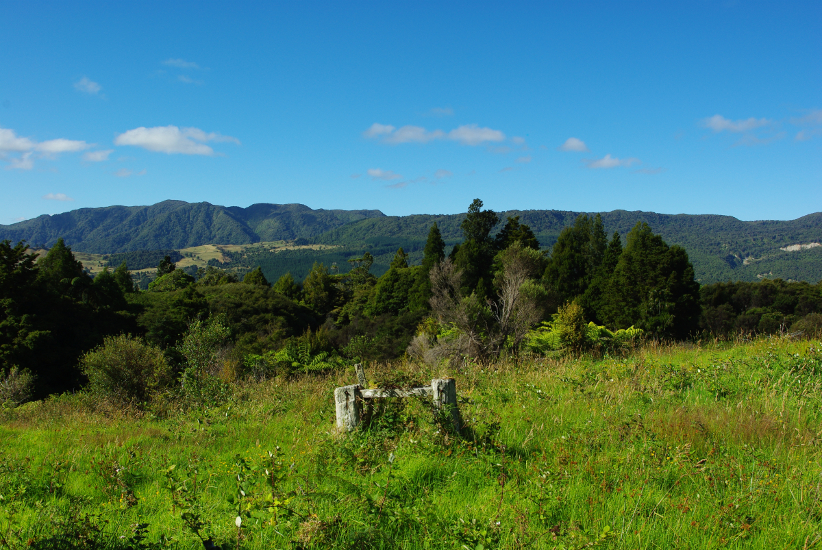 03 04-Kaihu-Waipoua-Forrest