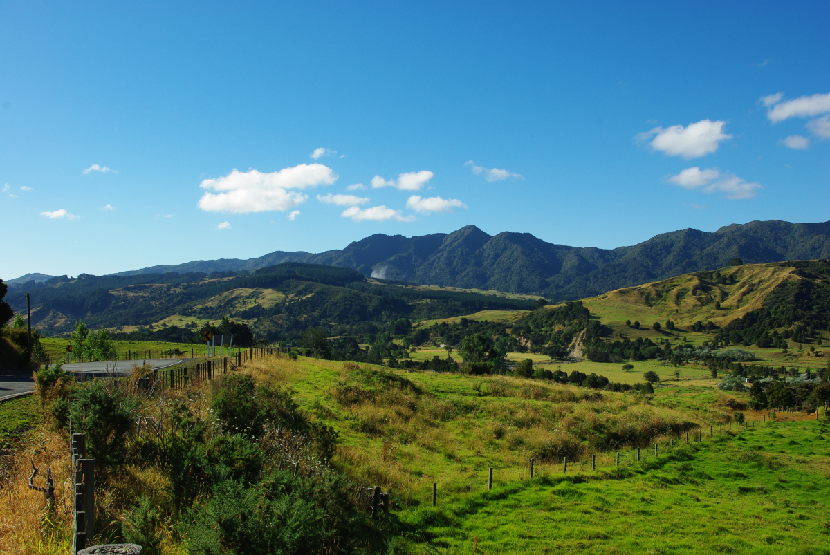 03 05-Kaihu-Waipoura-Forrest