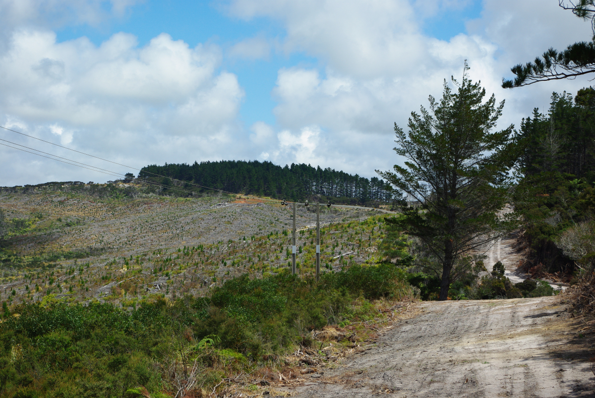 04 04-Gerodetes-Gebiet-wieder-aufgeforstet