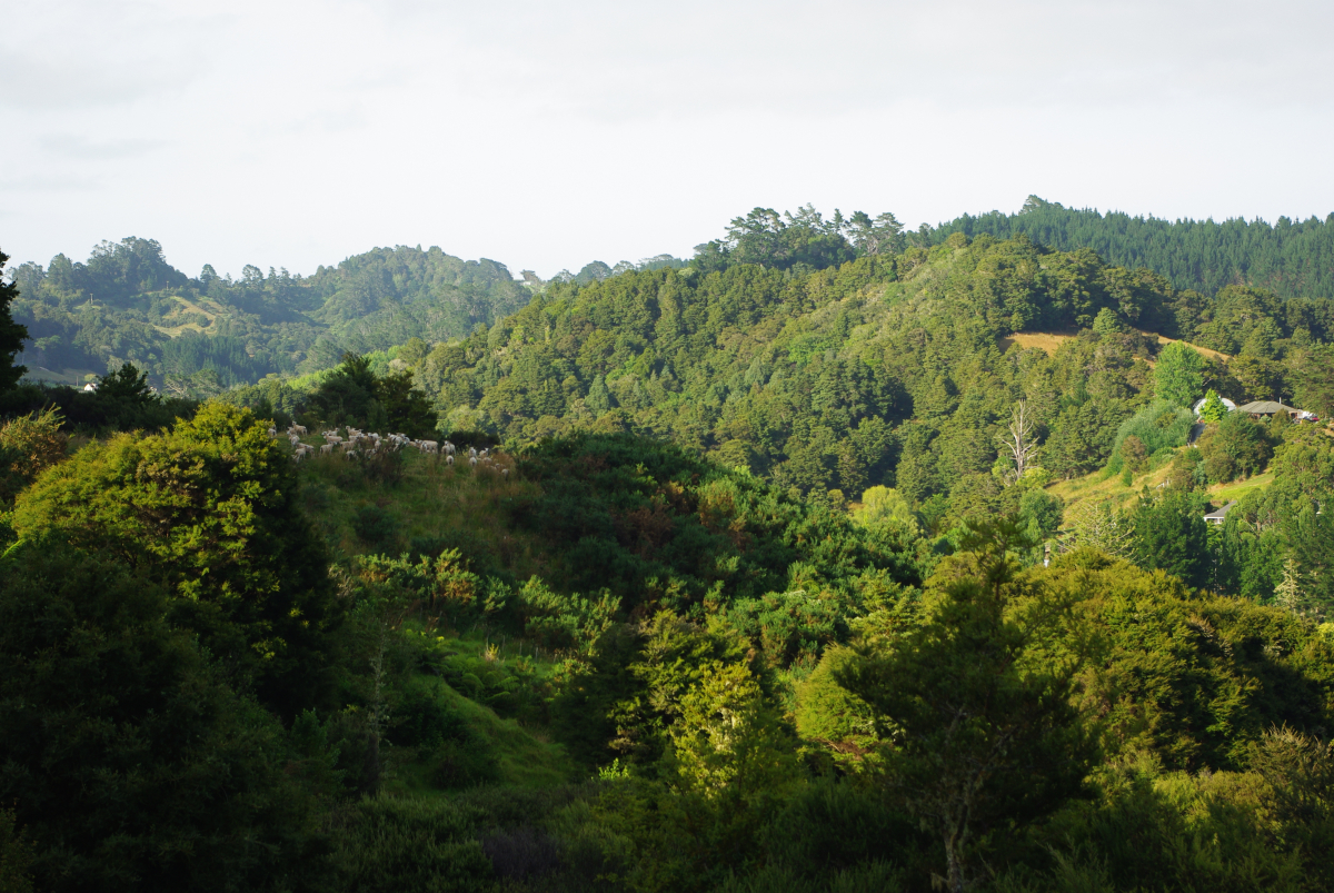 05 01-Puhoi-Village-Lookout-Walk
