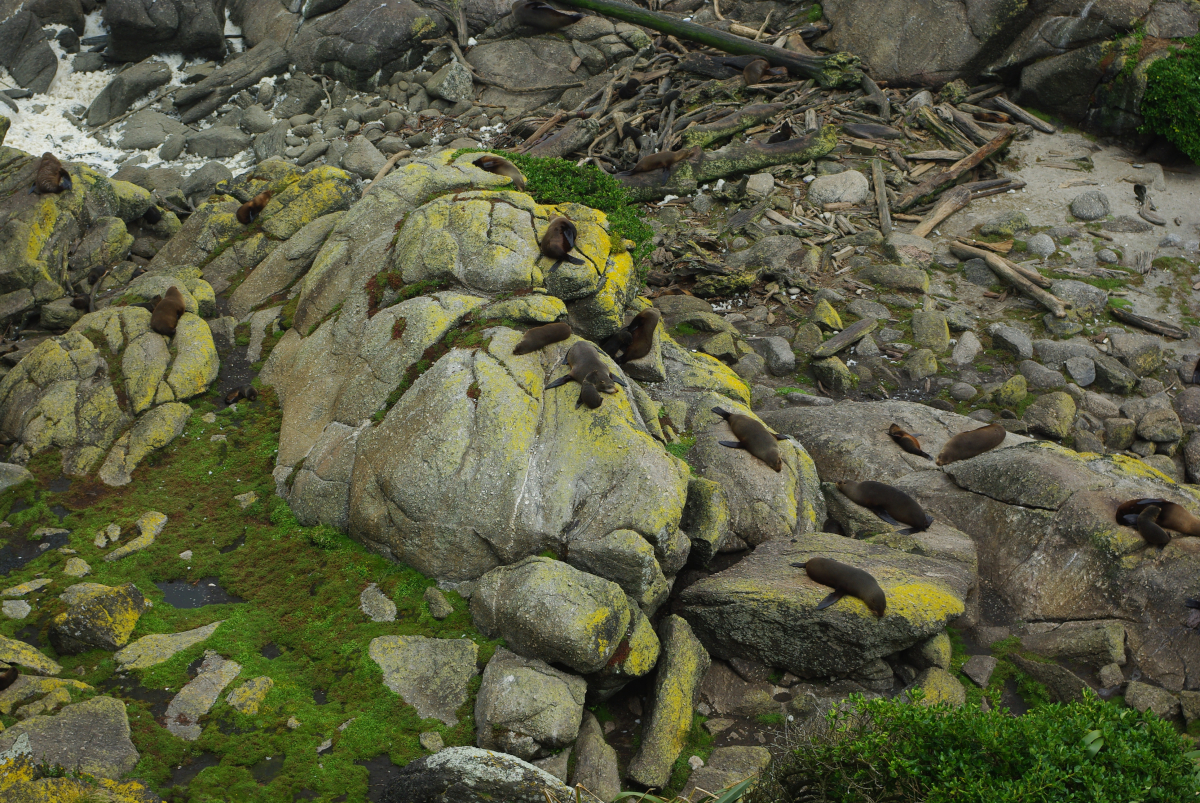 09 04-Cape-Foulwind-Robben