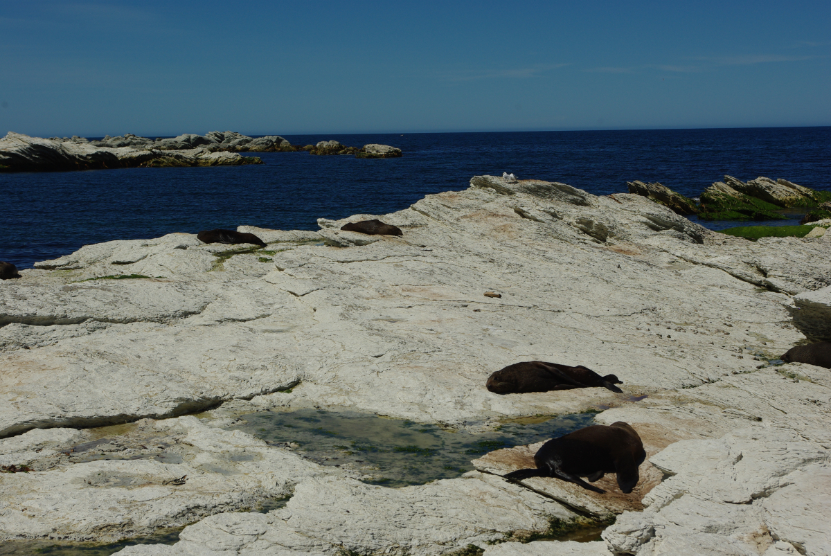 15 02-Kaikoura-Robben