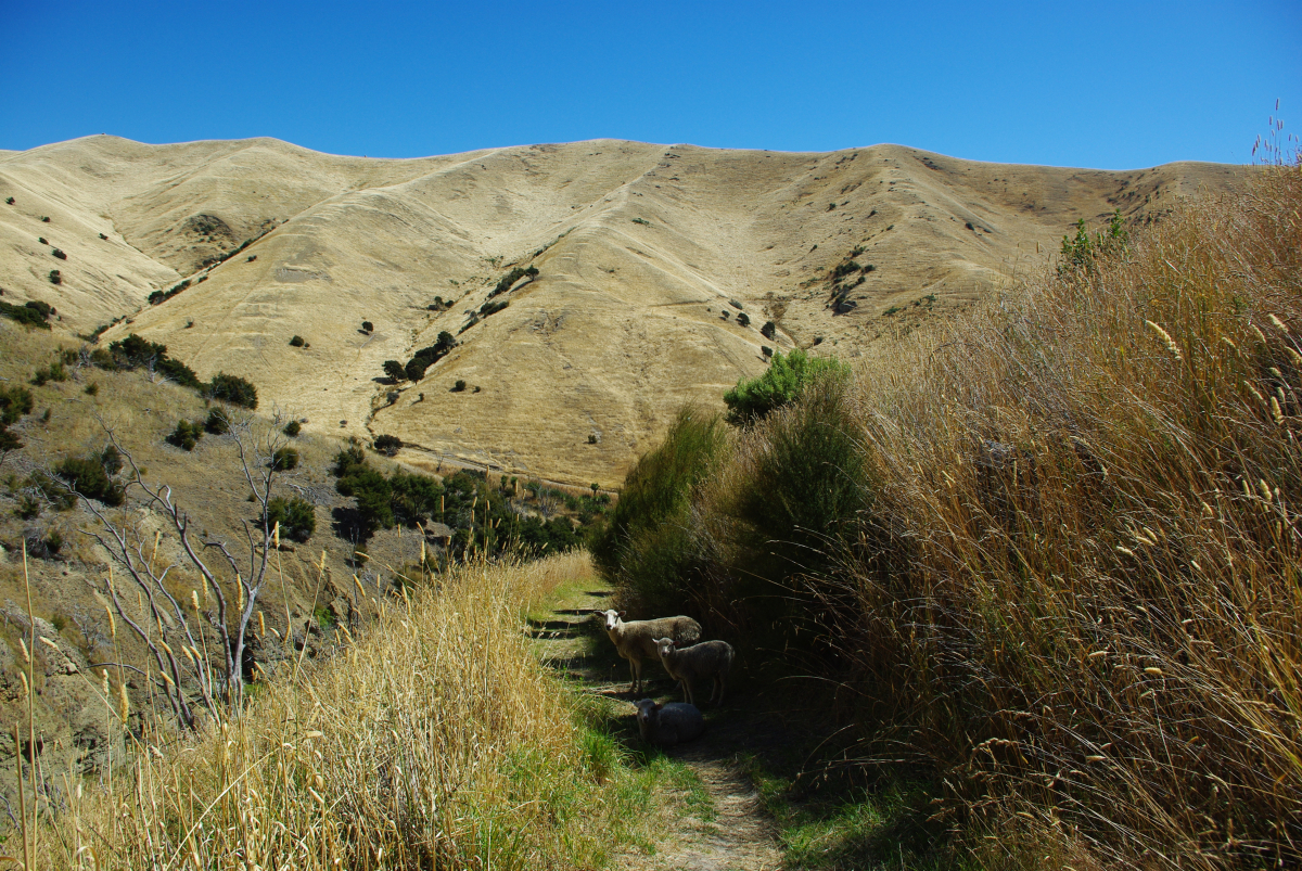 16 08-Mount-Venon-Wegelagerer