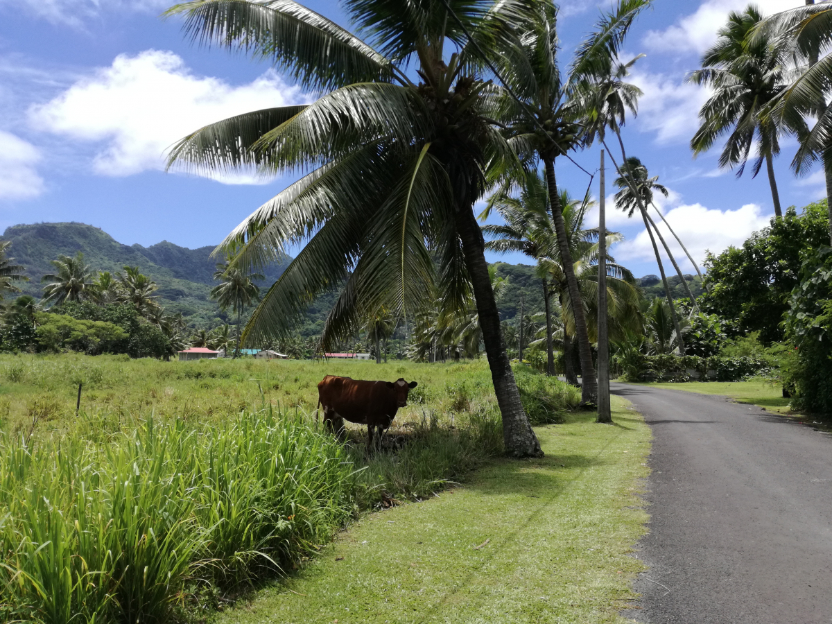 20_07-Palm-Shadow-Cow