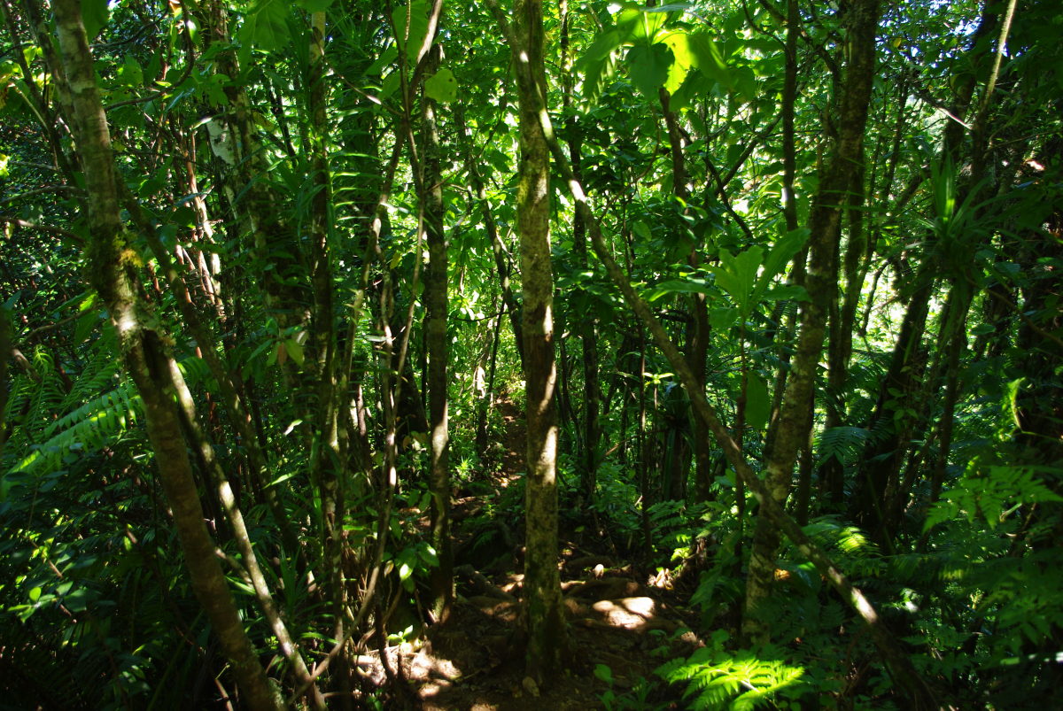 21 02-Cross-Island-Walk-Durch-den-Dschungel