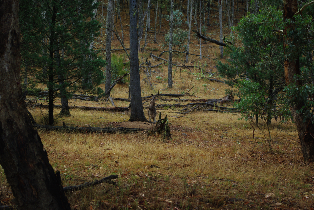 23 10-Das-erste-Kangaroo