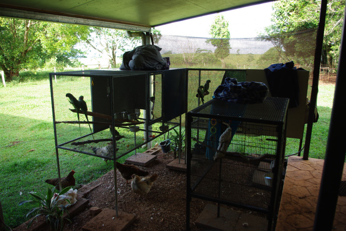 31 10-Ihre-Papageie-und-Huehner