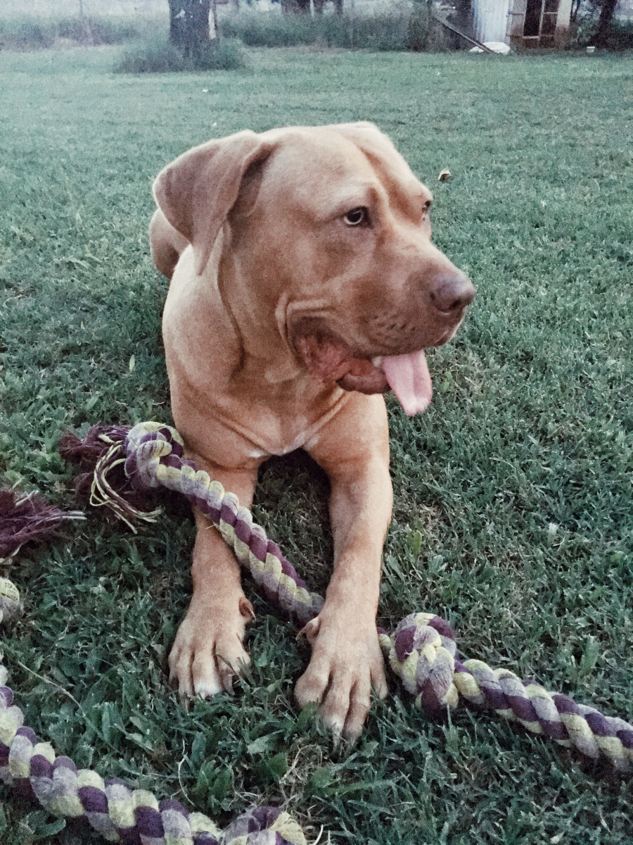 31 11-Ihr-Hund-Honey-Bee