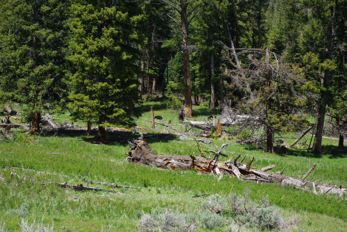 39 07-Finde-die-Baeren