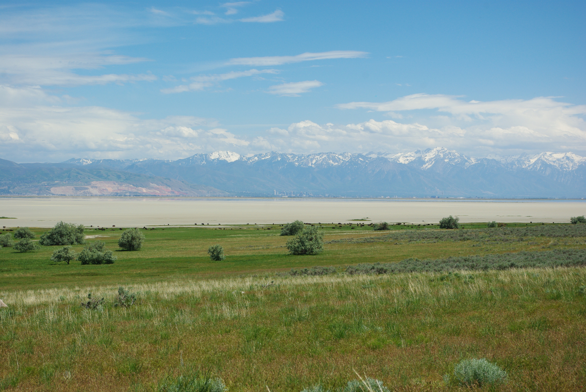 40 03-Antelope-Island-Bisonherde