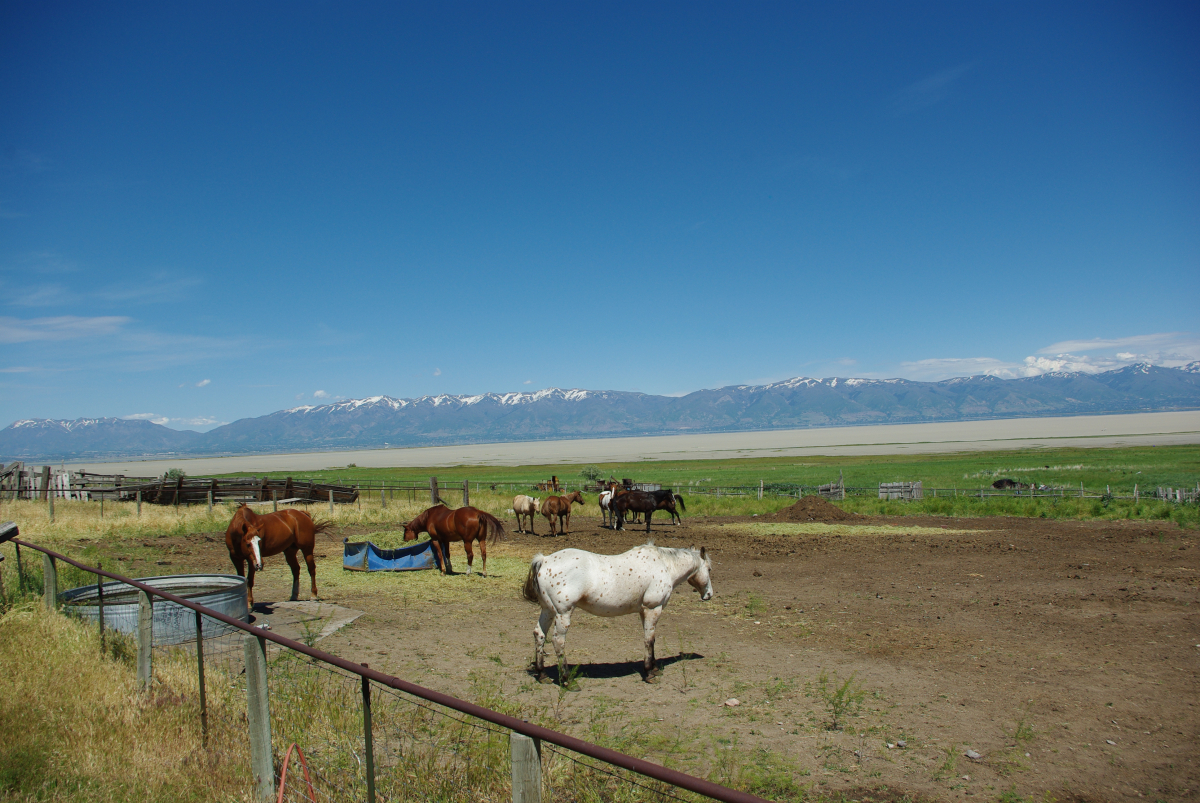40 04-Antelope-Island-Fielding-Garr-Ranch-01