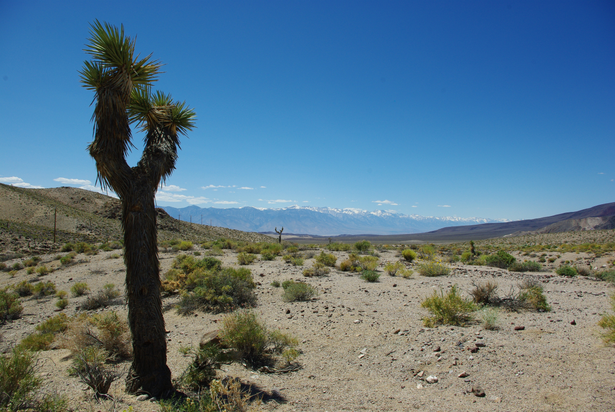 41 03-Wueste-und-schneebedeckte-Berge