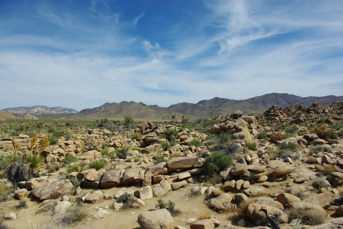 41 04-Joshua-Tree-NatPark-01