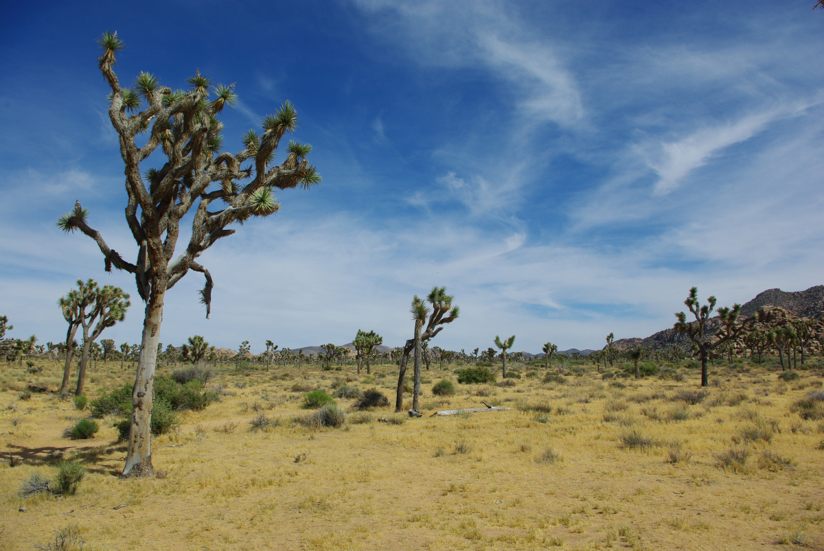 41 05-Joshua-Tree-NatPark-02