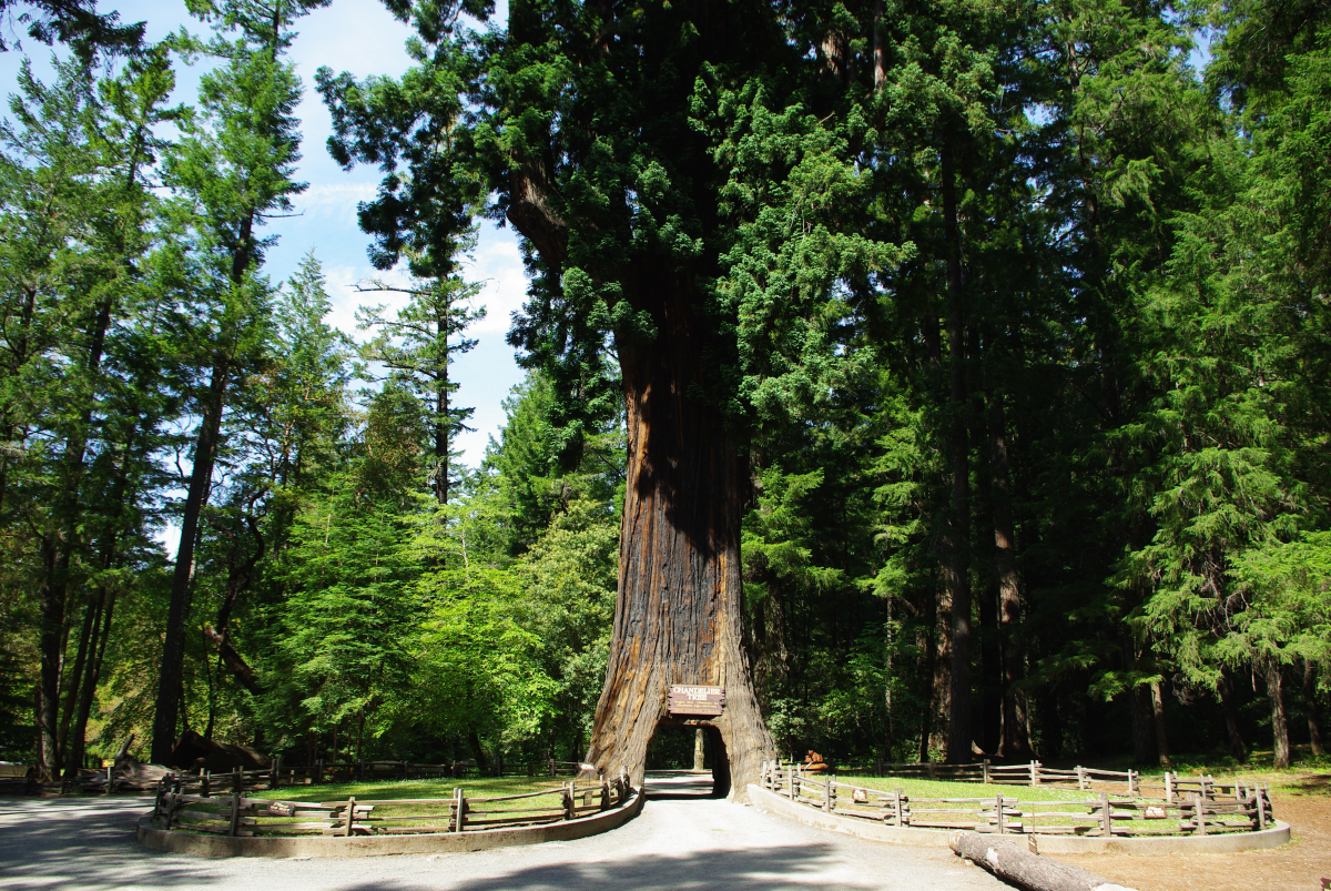 43 08-Drive-thru-Tree-01