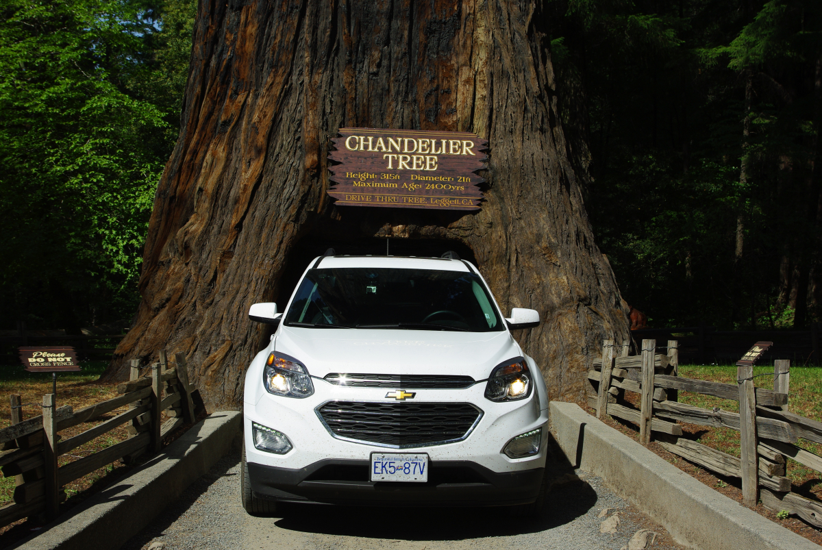 43 09-Drive-thru-Tree-02