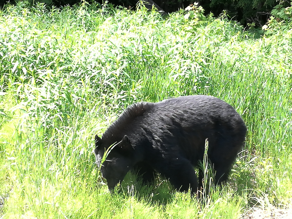 44_10-Baer-am-Strassenrand