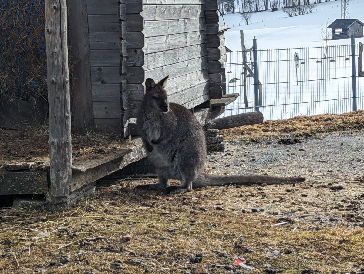 48 07 Australi.Austria